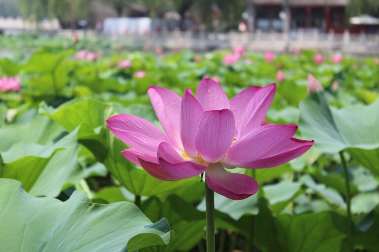 flower, lotus, water lily-5249514.jpg